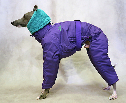 ピムリコ　イタグレ　インサレートスーツ IM セット pimliko | dog wear (@pimlikodog) • Instagram photos and videos