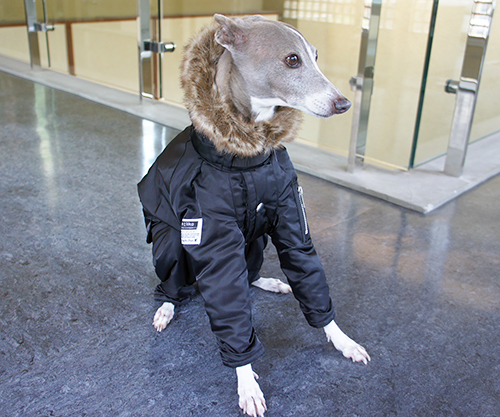 超安い販売中 ピムリコ フライトスーツ オリーブ IL 犬用品